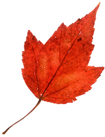 Кленовый лист